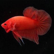 画像2: HMPK　ソリッドオレンジ (2)