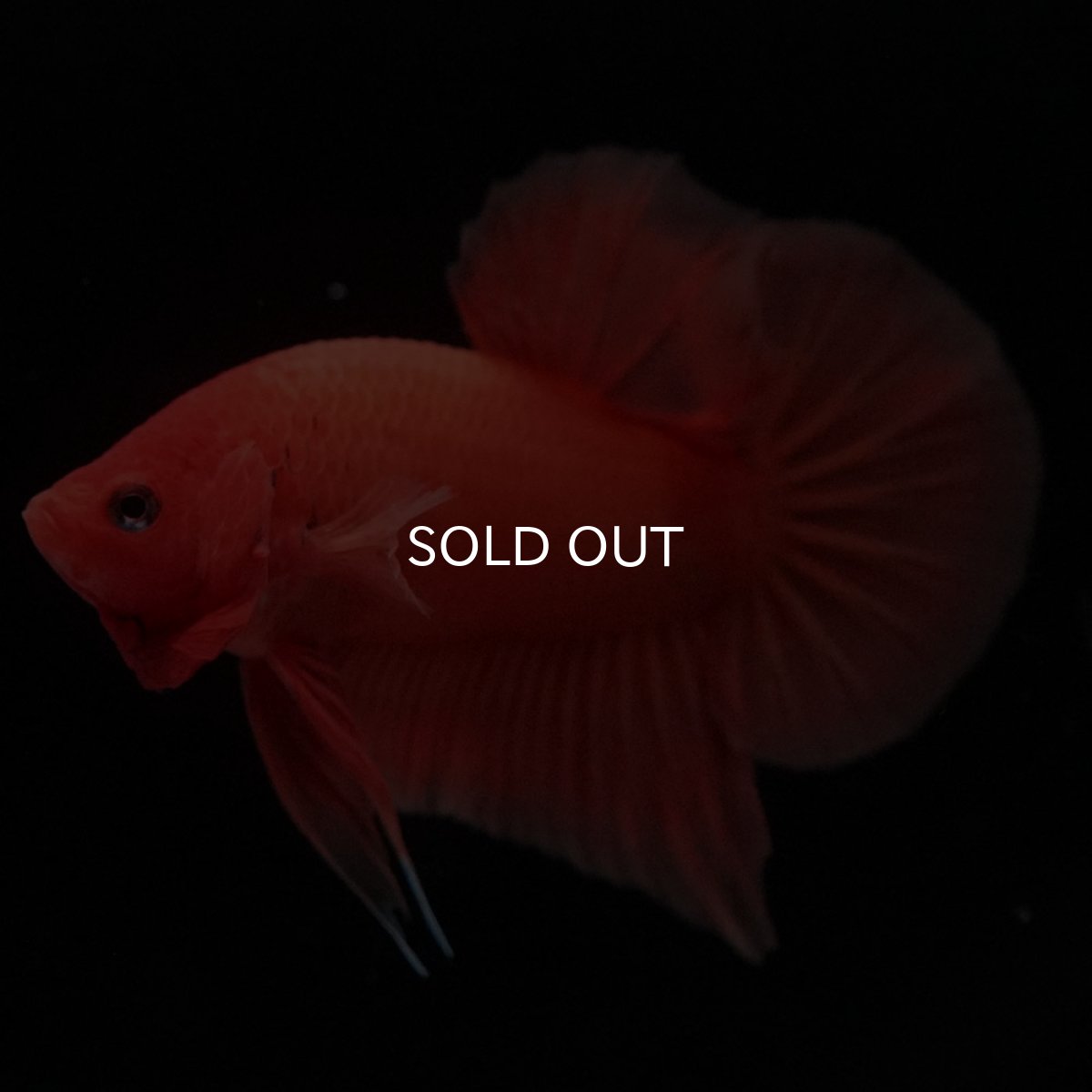 画像5: HMPK　ソリッドオレンジ (5)