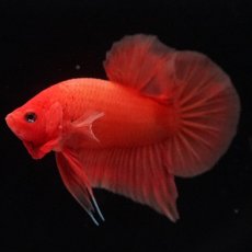 画像5: HMPK　ソリッドオレンジ (5)