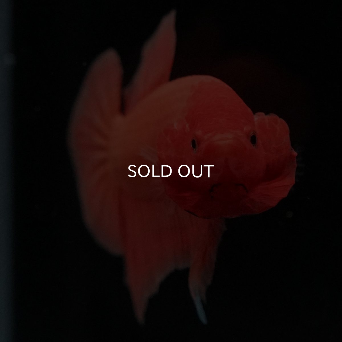 画像3: HMPK　ソリッドオレンジ (3)