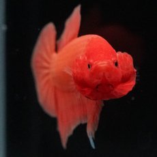 画像3: HMPK　ソリッドオレンジ (3)