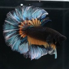 画像7: HM　ブラックマスタード　ローズテール (7)