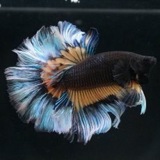 画像3: HM　ブラックマスタード　ローズテール (3)