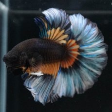 画像6: HM　ブラックマスタード　ローズテール (6)