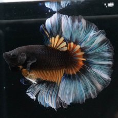 画像4: HM　ブラックマスタード　ローズテール (4)