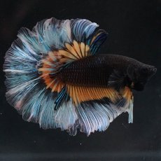 画像1: HM　ブラックマスタード　ローズテール (1)