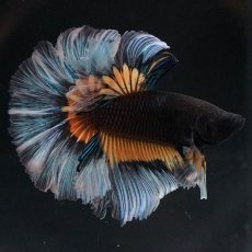 画像5: HM　ブラックマスタード　ローズテール (5)