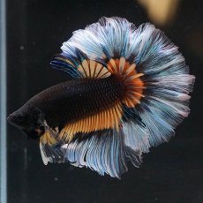 画像2: HM　ブラックマスタード　ローズテール (2)