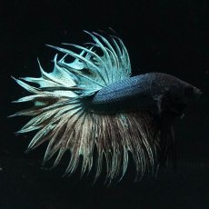 画像8: KCT　カッパー (8)