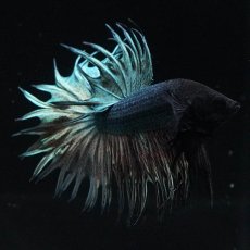 画像6: KCT　カッパー (6)