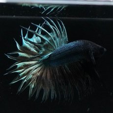 画像2: KCT　カッパー (2)