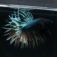 画像4: KCT　カッパー (4)