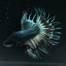 画像7: KCT　カッパー (7)