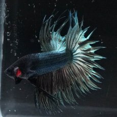 画像5: KCT　カッパー (5)