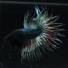 画像3: KCT　カッパー (3)