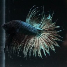 画像1: KCT　カッパー (1)