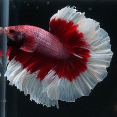 画像6: HM　ラベンダーバタフライ (6)