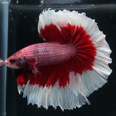 画像3: HM　ラベンダーバタフライ (3)