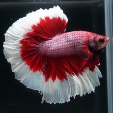 画像2: HM　ラベンダーバタフライ (2)