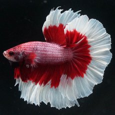 画像1: HM　ラベンダーバタフライ (1)