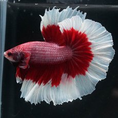 画像5: HM　ラベンダーバタフライ (5)