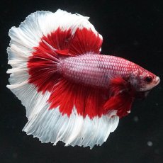 画像4: HM　ラベンダーバタフライ (4)