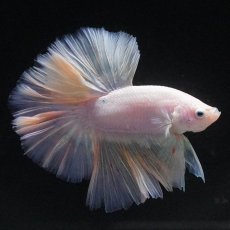 画像2: HM　ファンシー (2)