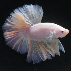 画像10: HM　ファンシー (10)