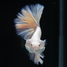 画像3: HM　ファンシー (3)