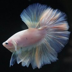 画像6: HM　ファンシー (6)