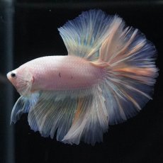 画像8: HM　ファンシー (8)