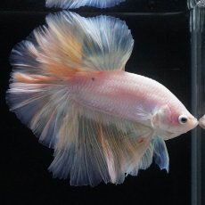 画像9: HM　ファンシー (9)