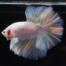 画像4: HM　ファンシー (4)