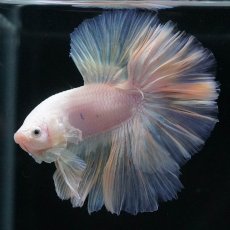 画像1: HM　ファンシー (1)