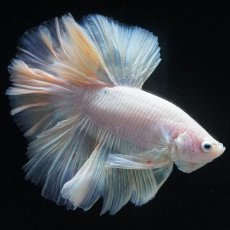 画像7: HM　ファンシー (7)