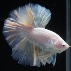 画像5: HM　ファンシー (5)