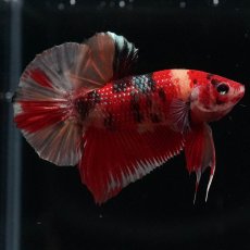 画像7: HMPK　キャンディ (7)