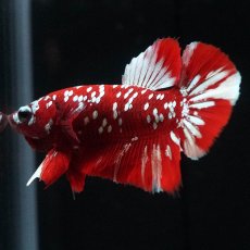 画像4: HMPK　レッドギャラクシー (4)