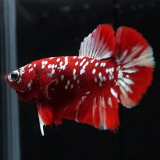 画像1: HMPK　レッドギャラクシー (1)