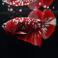 画像6: HMPK　レッドギャラクシー (6)