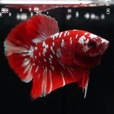 画像2: HMPK　レッドギャラクシー (2)