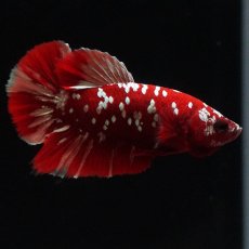 画像5: HMPK　レッドギャラクシー (5)