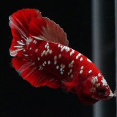 画像3: HMPK　レッドギャラクシー (3)