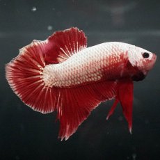 画像6: GHMPK　プラチナレッドドラゴン (6)