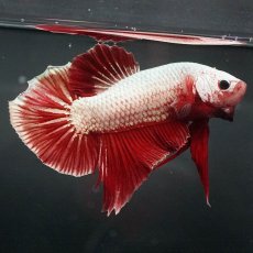 画像4: GHMPK　プラチナレッドドラゴン (4)