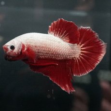 画像5: GHMPK　プラチナレッドドラゴン (5)