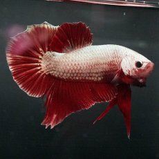 画像2: GHMPK　プラチナレッドドラゴン (2)