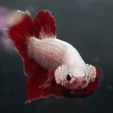 画像3: GHMPK　プラチナレッドドラゴン (3)