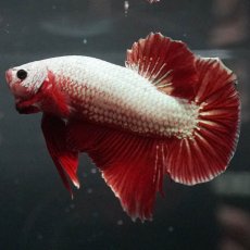 画像1: GHMPK　プラチナレッドドラゴン (1)