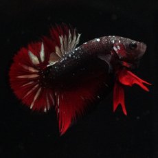 画像1: HMPK　ブラックカッパースター (1)